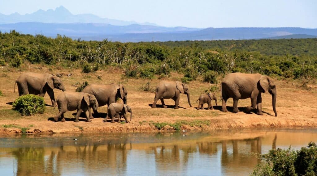 Un safari en Afrique du Sud 